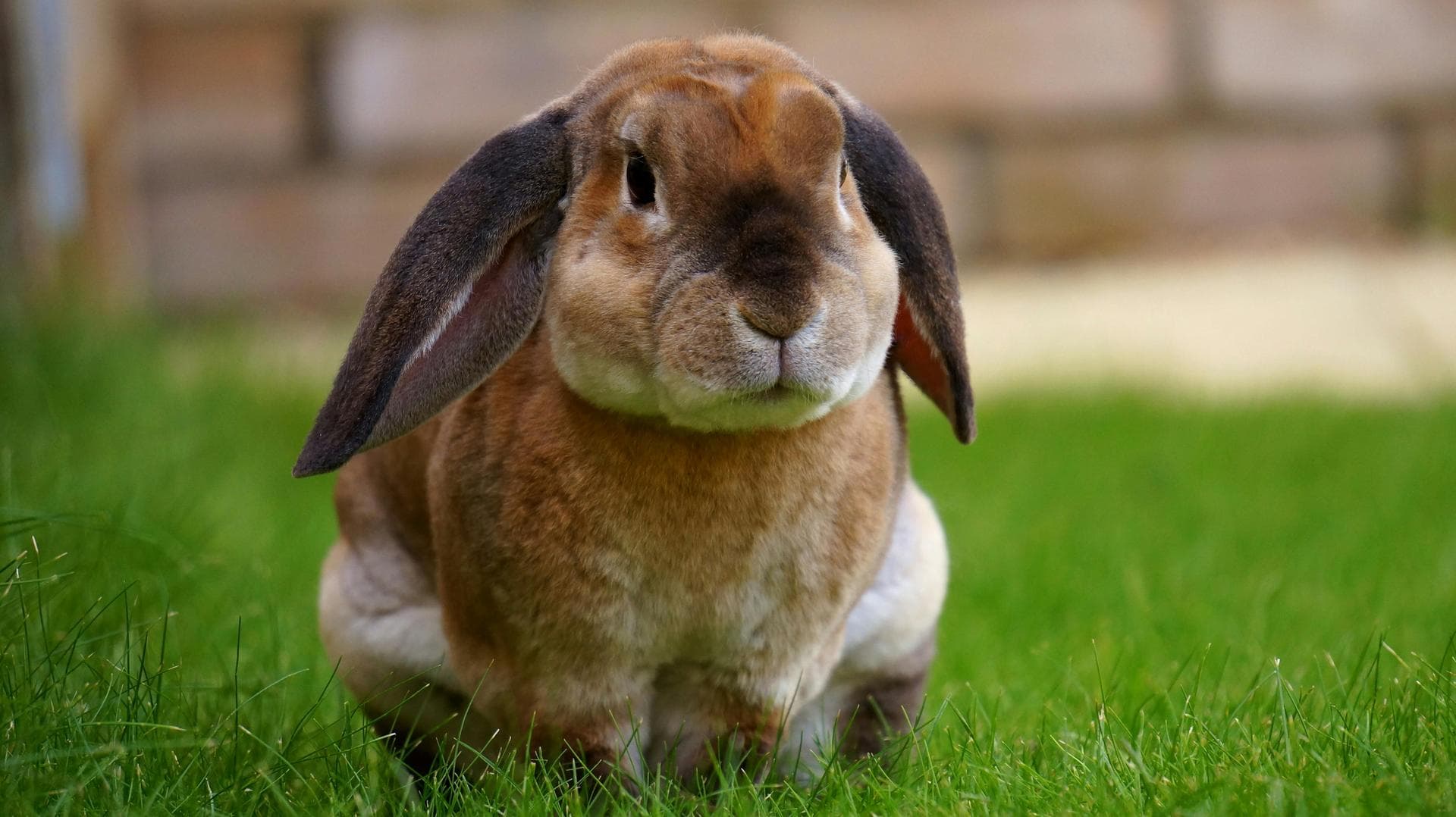 Specialist Vets in Clifton