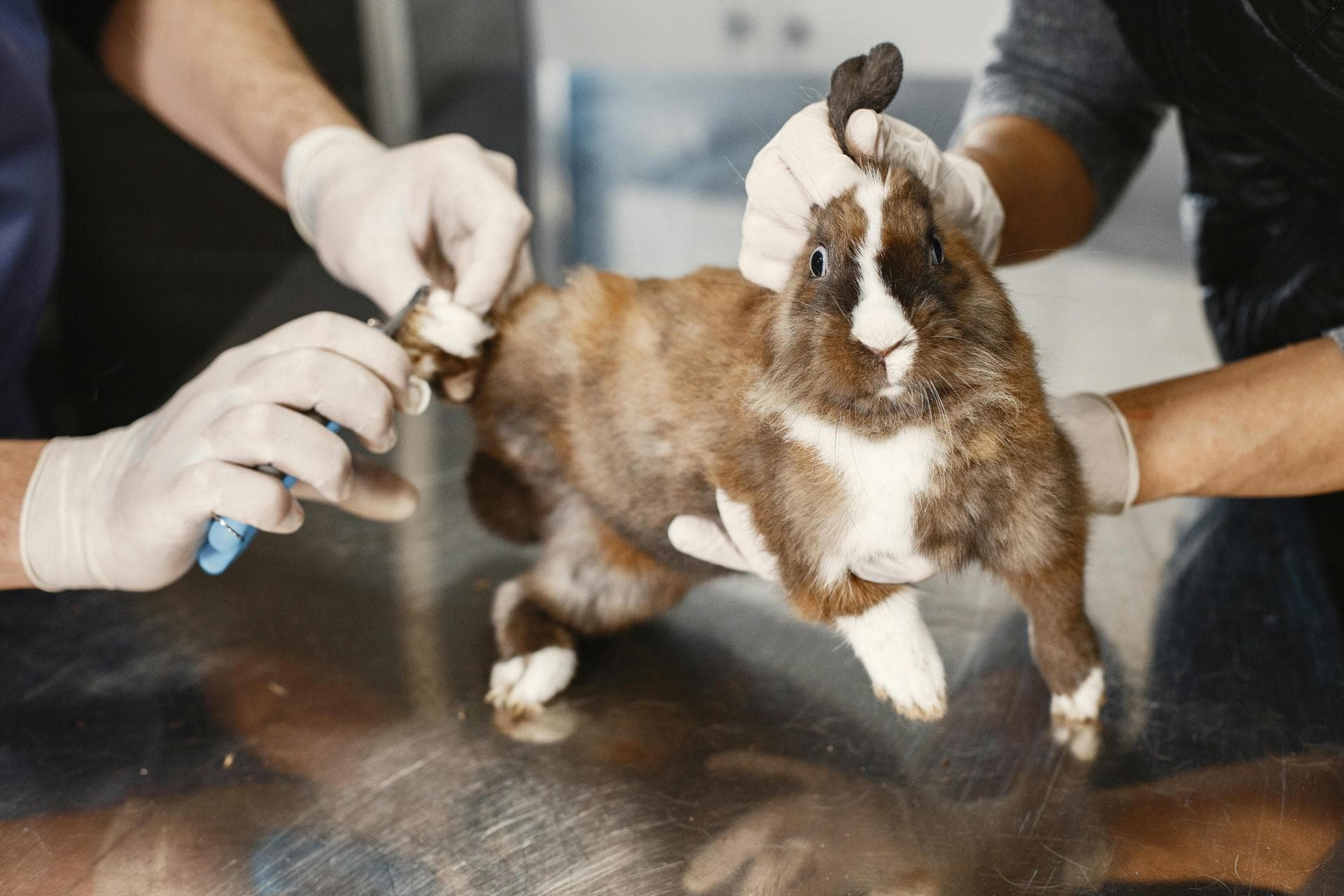 Specialist Vets in Clifton