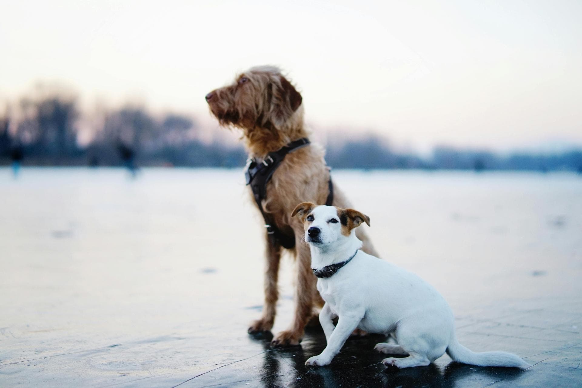 Dog & Cat Vets in Clifton